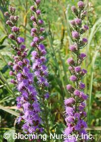 Liatris aspera